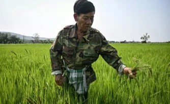 Un agriculteur inspectant une rizière qui vient d'être traitée avec la solution microbienne Soil Digest, dans la province de Chiang Rai en Thaïlande, le 18 mars 2026 ( AFP / Lillian SUWANRUMPHA )