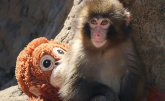 Abandonné par sa mÚre, ce bébé singe ne quitte plus sa peluche et bouleverse les réseaux sociaux