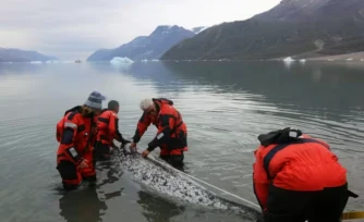 Les narvals, nouveaux alliés insolites de l'étude du climat dans l'Arctique