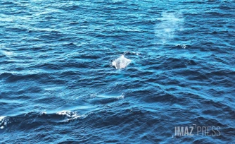 baleine à saint pierre