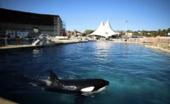 Keijo, une orque de Marineland, dans la piscine de ce parc aquatique Ă Antibes, le 27 novembre 2025 ( AFP / Valery HACHE )
