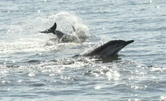 Des dauphins au large de La Turballe en Loire-Atlantique, le 28 septembre 2018 ( AFP / SEBASTIEN SALOM GOMIS )