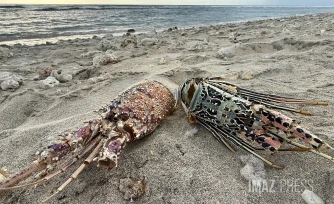 Carapaces de lagoustes palge des brissants 