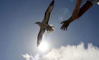 lâcher de pétrels 2023