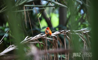 oiseaux