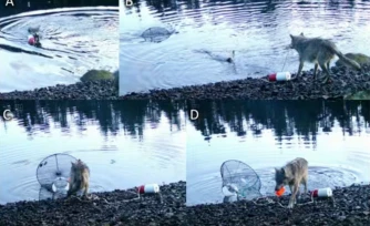 Cette illustration fournie le 20 novembre 2025 par le Hailzaqv Wolf and Biodiversity Project montre une combinaison de captures d'Ă©cran vidĂ©o d'un loup traĂźnant un casier Ă crabes verts, prĂšs de Bella Bella, sur le territoire de la PremiĂšre Nation Heiltsuk, dans une zone isolĂ©e de Colombie-Britannique, au Canada ( HaĂÉ«zaqv Wolf and Biodiversity Project / - )