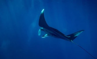 Raie Manta Boucan Canot