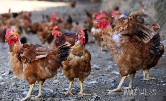 ferme de poulet bio péi 