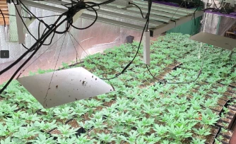 Traffic de stupéfiants : 2337 plants de zamal saisit par les gendarmes à Saint-Joseph, 2 personnes placées en détention provisoire