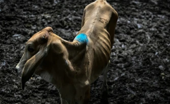Une vache au marché aux bestiaux de Sensuntepeque, dans le département de Cabañas, au Salvador, le 1er octobre 2026