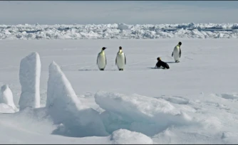 Photographie diffusée par le British Antarctic Survey le 8 avril 2026, montrant des manchots empereurs en Antarctique le 13 novembre 2010
