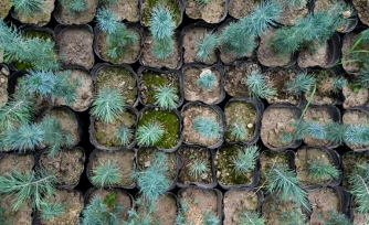 Des plants de cèdres photographiés le 11 mai 2026 dans le district de Paghman district, dans la province de Kaboul, Afghanistan
