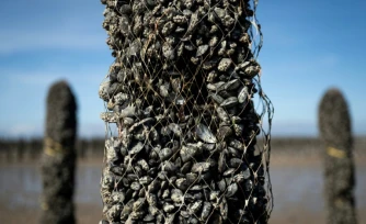 Un pieu à moules dont une partie des moules a disparu, au sein de l'exploitation Maine père & fils, au large de Bricqueville-sur-Mer, dans la Manche, le 13 septembre 2026