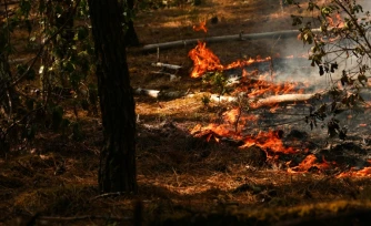 Des feux dans la forêt de Lege-Cap-Ferret, le 29 juillet 2026