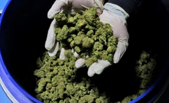 Des fleurs de cannabis dans la serre de l'entreprise de CBD thérapeutique, B.O.L Pharma, près de Moshav Yad Binyamin, le 1er février 2022 en Israël