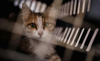Un chat récupéré dans la banlieue sud de Beyrouth par l'ONG libanaise Animals Lebanon, dans une cage de transport, le 26 mars 2026