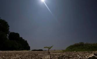 Une jeune pousse émergeant du sol desséché du lit de la Loire partiellement à sec à Chécy, près d'Orléans, le 22 juillet 2026