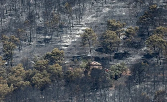 Des arbres calcinĂ©s par un incendie de forĂȘt Ă Taradeau, le 20 juillet 2026 dans le Var