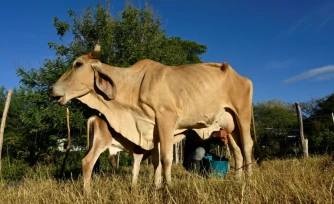 Un homme trait une vache dans le village de Los Piches, à San Lorenzo, au Honduras, le 4 septembre 2026