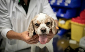 Le chien Junior sur la table de soins est examiné par le cancérologue Jérémy Béguin à l'hÎpital vétérnaire de Maisons-Alfort, le 9 juin 2026 dans le Val-de-Marne