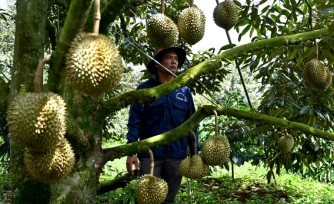 Un homme se tient près d'un arbre produisant des durians, le 15 août 2026 dans la province vietnamienne de Dak Lak 