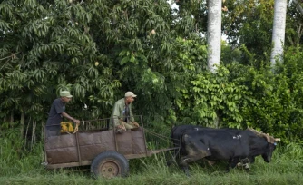Des agriculteurs circulent en charrette à bœufs dans une rue de Bauta, dans la province d'Artemisa, le 27 juin 2026 à Cuba