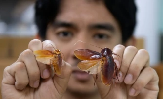 L'entomologiste Cristian Lucanas avec des spécimens de cafards dans un laboratoire de l'université des Philippines à Los Banos, au sud de Manille, le 11 février 2026