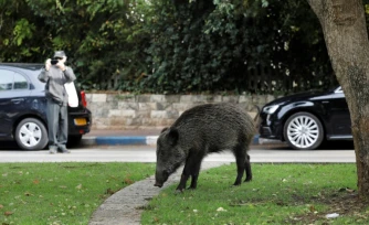 Un sanglier dans une rue de Haïfa, dans le nord d'Israël, le 5 décembre 2019