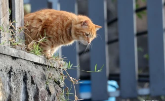 chat