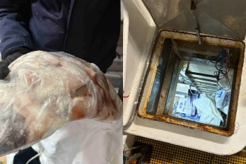 Pêche illicite de légine : six personnes interpellées après la découverte de 2,2 tonnes de poissons non déclarés, 10 kilos supplémentaires retrouvés lors d'une perquisition