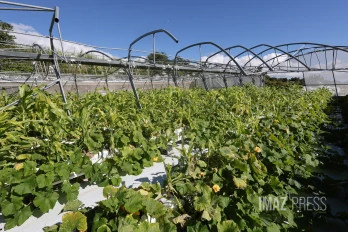 nicole lebon agricultrice 3 mois apres le passage du cyclone  Garance 