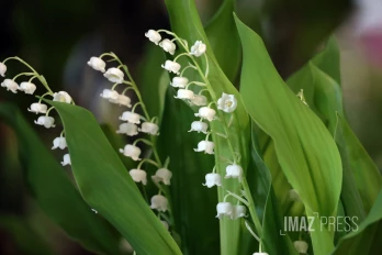 muguet 