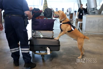 chien des douanes à gillot 