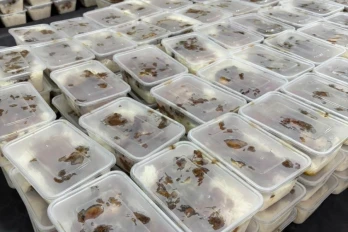 Caravane de la solidarité : 1 647 repas distribués