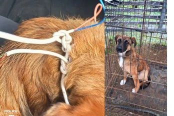 Saint-André : des enfants traînent une chienne avec une corde faite de fils électriques, la police sauve l'animal