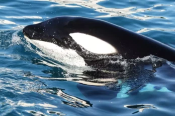 Keijo, l’orque mâle de Marineland, nage dans le bassin de l’arène des orques du parc à thème Marineland à Antibes, en France, le 27 novembre 2025 ( AFP / Valery HACHE )