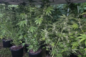 Saint-Denis : 70 pieds de cannabis découverts, quatre personnes interpellées