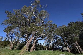 route forestiere du maido