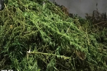 Trafic de stupéfiants : 376 plants de cannabis découverts à Saint-Pierre, un homme placé en garde à vue
