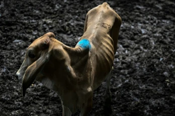 Une vache au marché aux bestiaux de Sensuntepeque, dans le département de Cabañas, au Salvador, le 1er octobre 2026