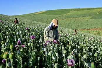 Des agriculteurs récoltent la sève de pavots dans un champ de la province du Badakhshan, le 15 juin 2026 en Afghanistan