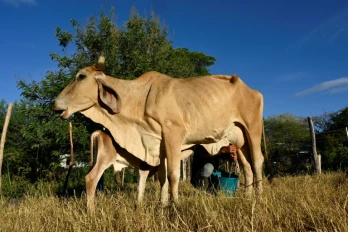Un homme trait une vache dans le village de Los Piches, à San Lorenzo, au Honduras, le 4 septembre 2026