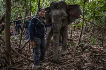 La scientifique Farina Othman à côté d'une éléphante de Bornéo après une opération de pose de colliers GPS dans la jungle de Bornéo, à Sukau, dans l'Etat de Sabah, le 24 août 2026 en Malaisie
