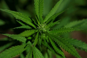 Un extrait de cannabis particulier soulagerait les douleurs lombaires chroniques, selon un essai clinique