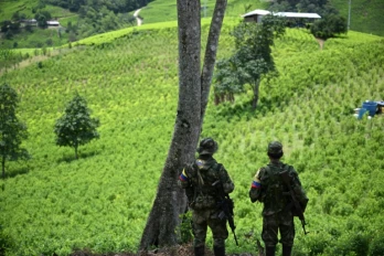 Des membres de l'Etat-Major Central (EMC), faction de dissidents des FARC, surveillent des plantations de coca dans le canyon de Micay, une zone montagneuse et un bastion de l'EMC dans le département de Cauca (sud-ouest), en Colombie, le 24 mars 2024