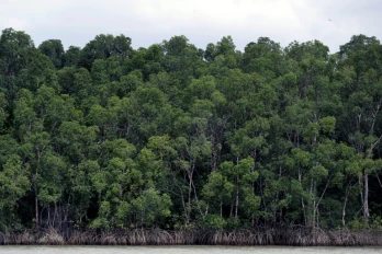 La forêt amazonienne près de Belém, dans l’État du Pará, au Brésil, le 13 novembre 2025