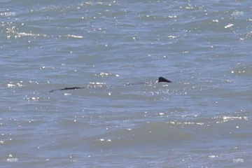 Au lendemain du drame, un requin rôdait toujours près du lieu de l'attaque