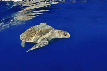 tortue lazare