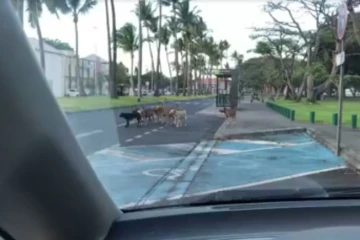 Un gang de chiens s\'attaque aux motos. (Hozzy Youne Kaye/Radar 974)