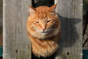 chat 
